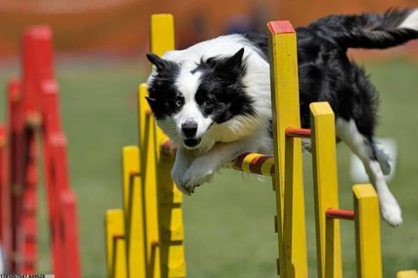 龙港市中考体育项目相关说明与要求(图1)